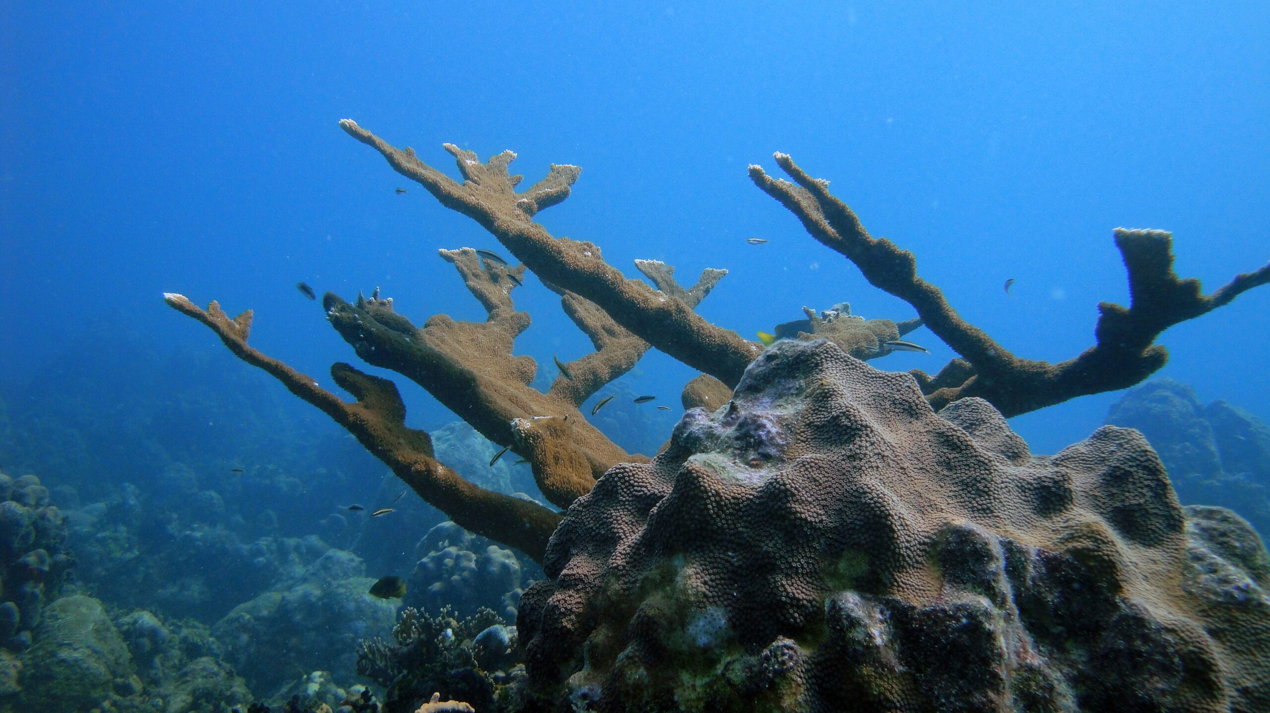 Elkhorn Coral (Acropora palmata): A Magnificent Species in Peril